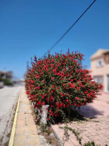 ein Strauch mit vielen roten Blüten